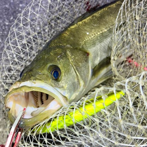 フッコ（マルスズキ）の釣果