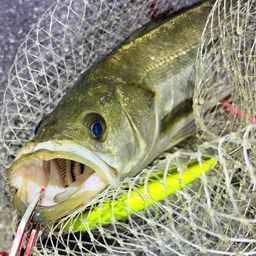 フッコ（マルスズキ）