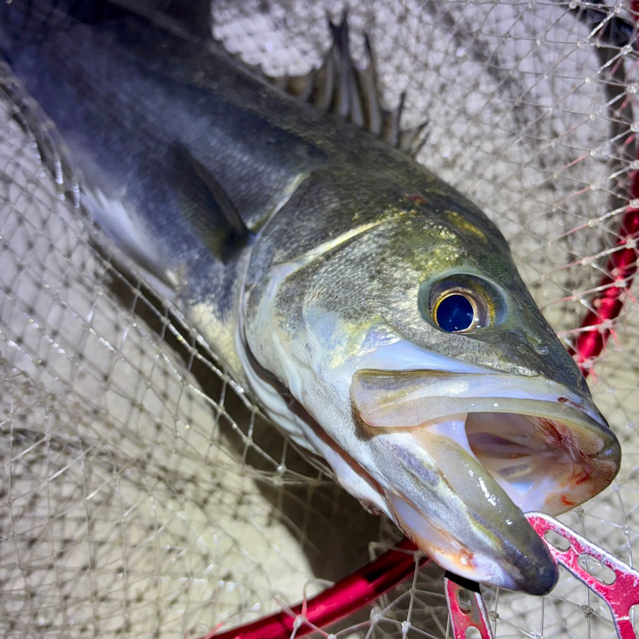 SHIMANO 19エンカウンター S96MLの最安値・インプレ・釣果 | 本音の