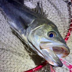 フッコ（マルスズキ）の釣果