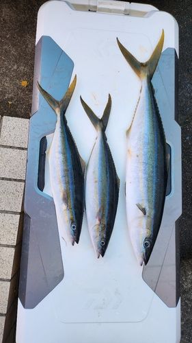 ツムブリの釣果
