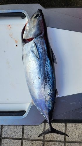 マルソウダの釣果