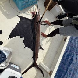 バショウカジキ