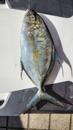 ナンヨウカイワリの釣果