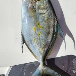 ナンヨウカイワリ