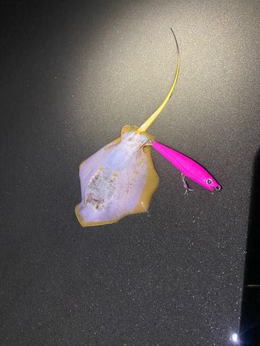 アカエイの釣果