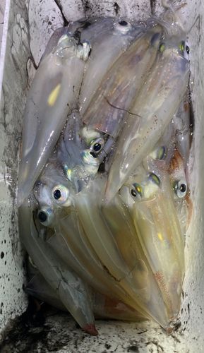 三陸海岸（岩手）