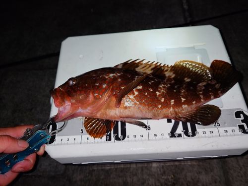 キジハタの釣果