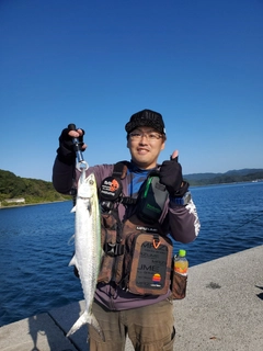 サゴシの釣果