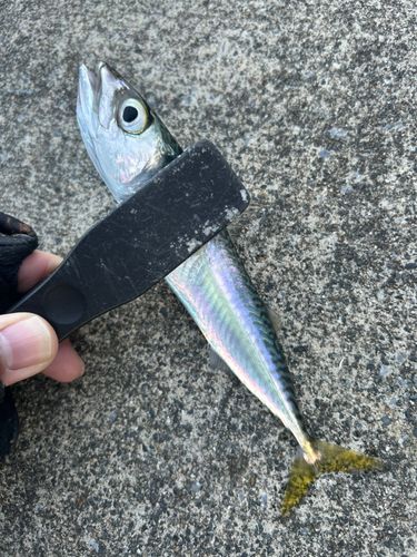 サバの釣果