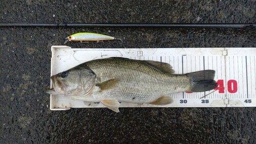 ラージマウスバスの釣果