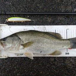 ラージマウスバス