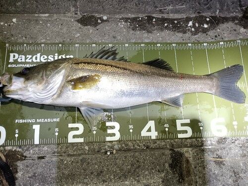 シーバスの釣果