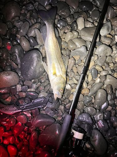 セイゴ（マルスズキ）の釣果