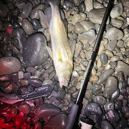 セイゴ（マルスズキ）