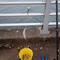 カタクチイワシ