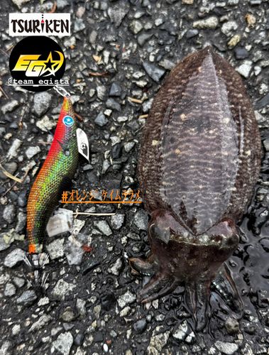 コウイカの釣果