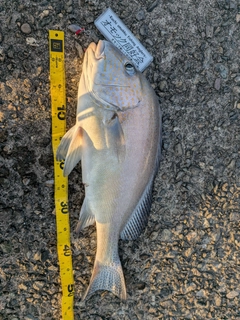 コロダイの釣果