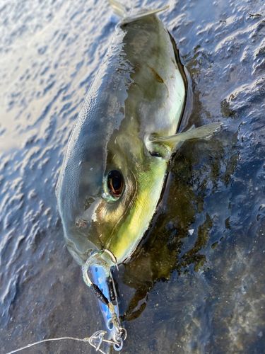 シロサバフグの釣果