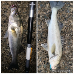 セイゴ（マルスズキ）の釣果