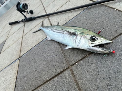 サゴシの釣果
