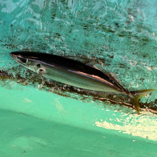 ムロアジの釣果