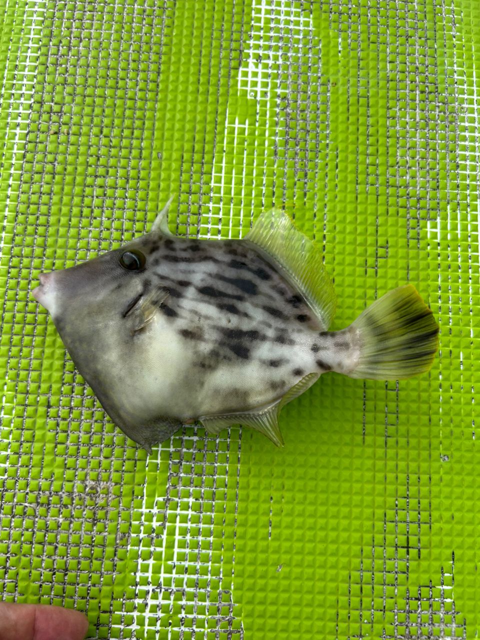 so.zeniさんの釣果 1枚目の画像