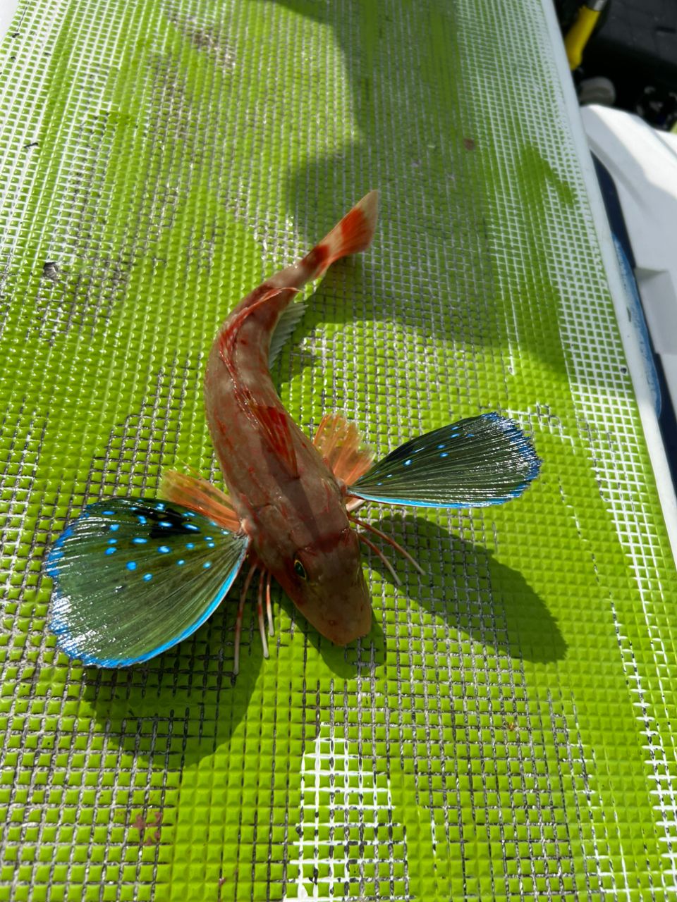 so.zeniさんの釣果 2枚目の画像