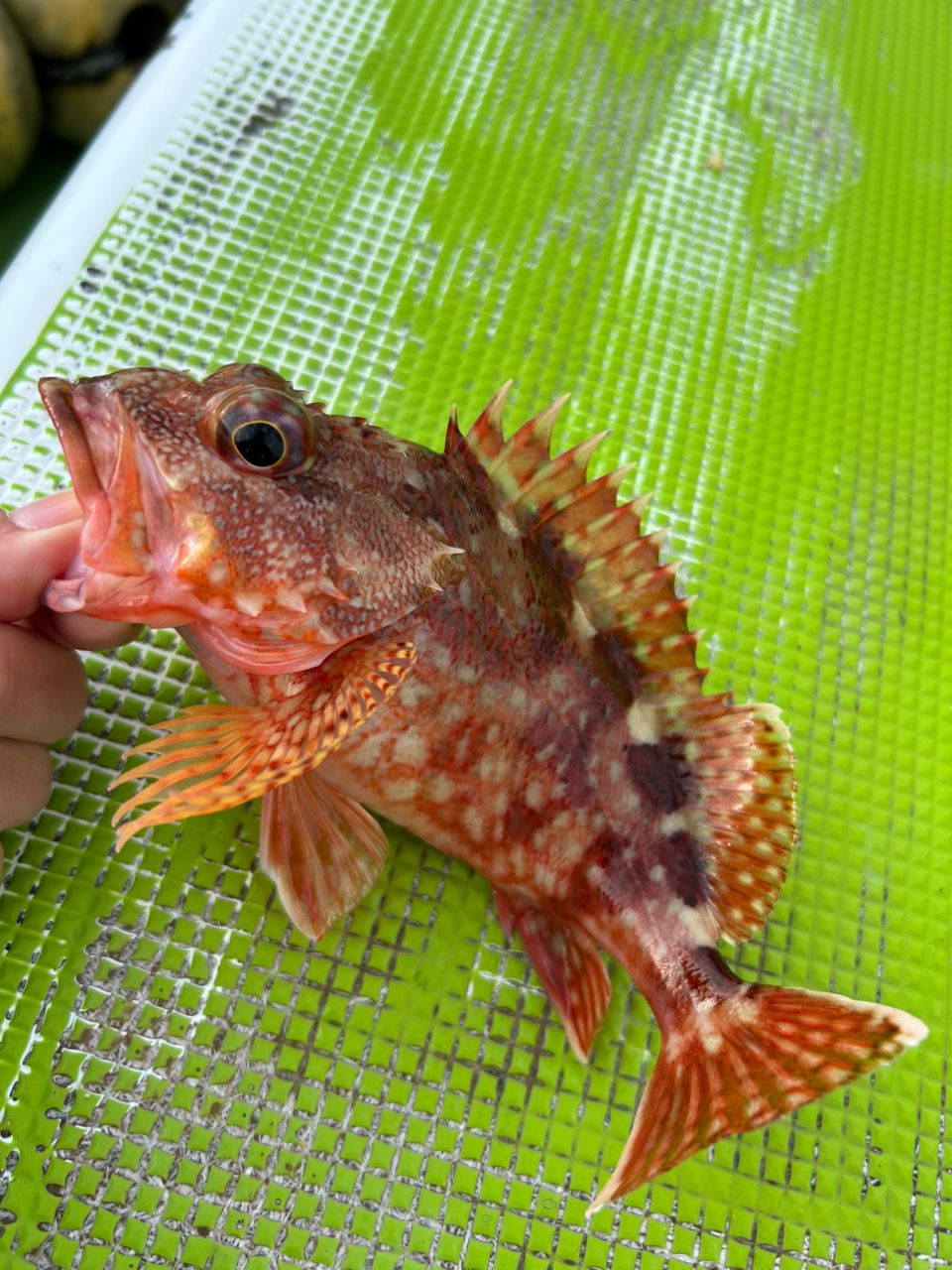 so.zeniさんの釣果 3枚目の画像