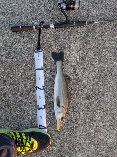 シーバスの釣果