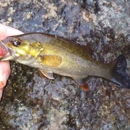 スモールマウスバス