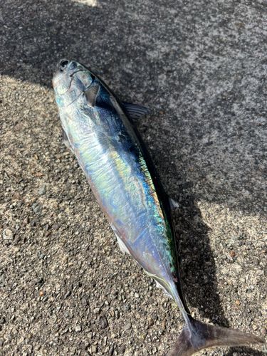マルソウダの釣果