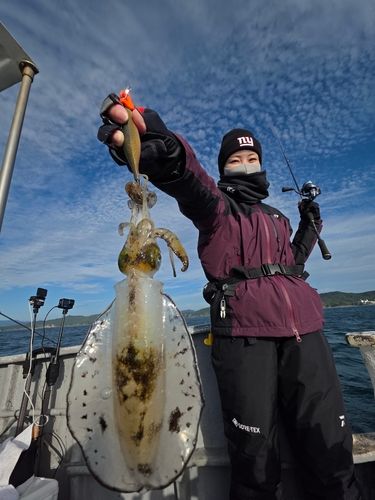 アオリイカの釣果