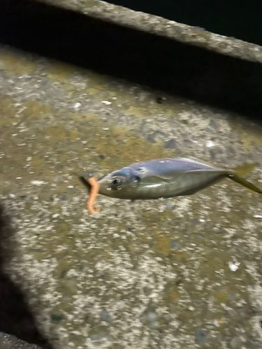 中央埠頭（博多湾）