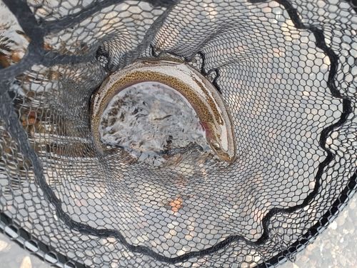 ニジマスの釣果