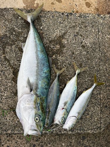 メジロの釣果