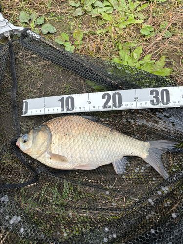 ヘラブナの釣果