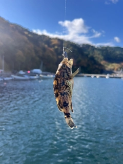 クロソイの釣果