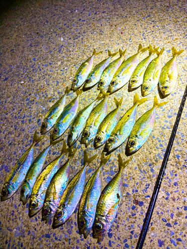 アジの釣果