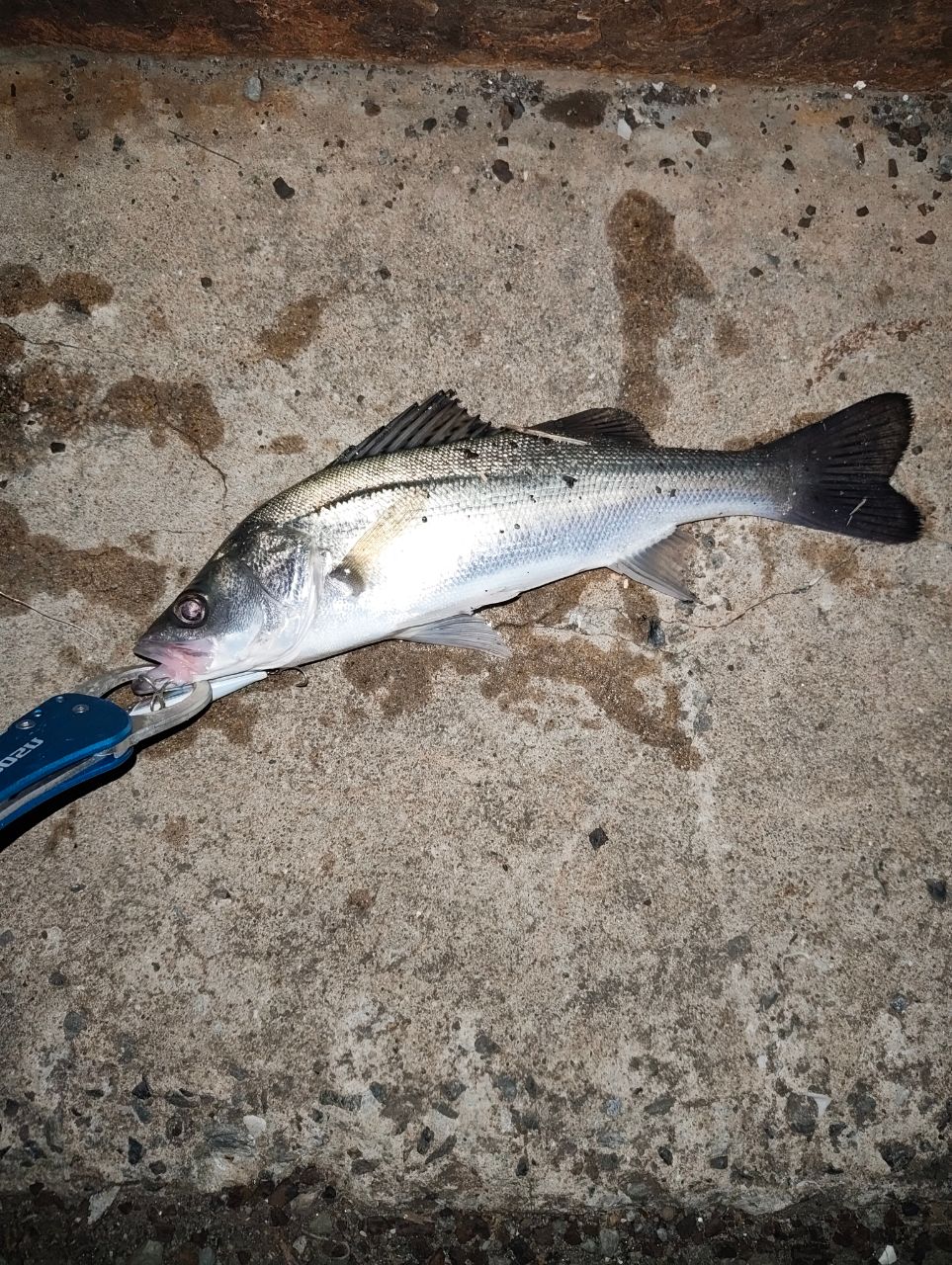 フッコ（マルスズキ）