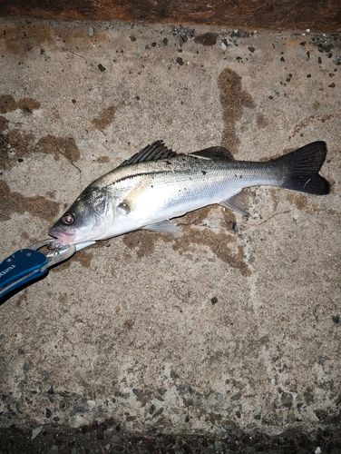 フッコ（マルスズキ）の釣果