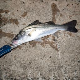 フッコ（マルスズキ）