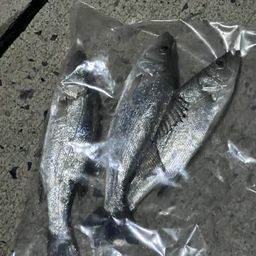 セイゴ（ヒラスズキ）