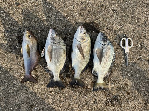 クロダイの釣果