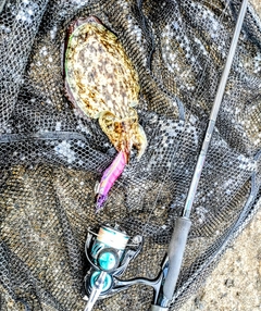 モンゴウイカの釣果