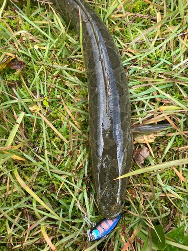 ラージマウスバスの釣果