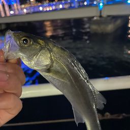 セイゴ（タイリクスズキ）