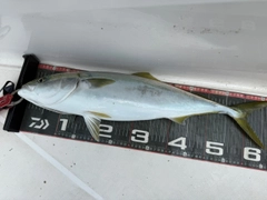 ワラサの釣果