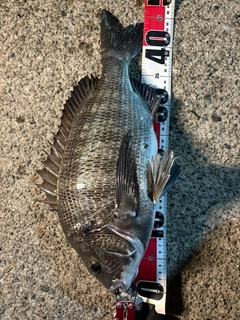 クロダイの釣果