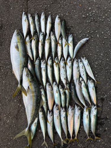 磯ノ浦＆西脇漁港